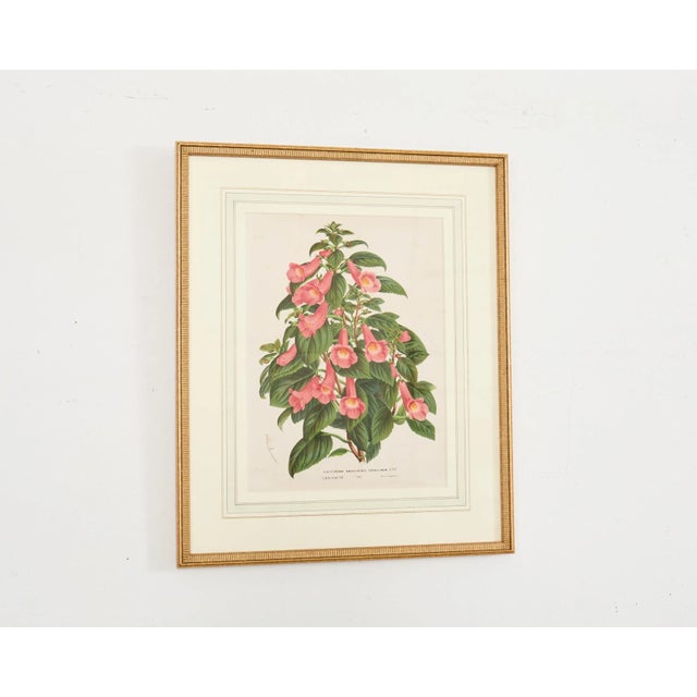 Wood Set of Nine Botanical Lithograph Prints After Louis Van Houtte For Sale - Image 7 of 18