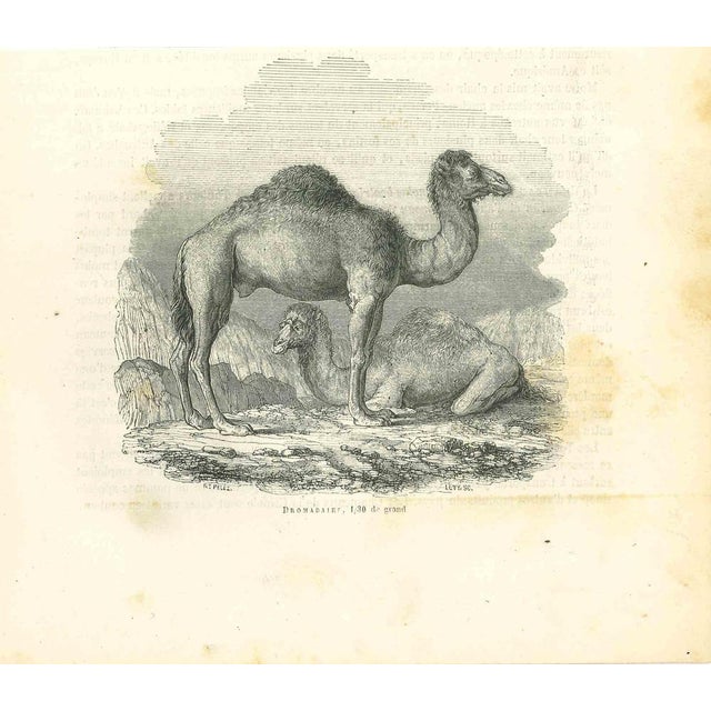 The Camels is an original lithograph on ivory-colored paper, realized by Paul Gervais (1816-1879). The artwork is from The...