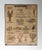 Beige Vintage Teaching Chart Invertebrates by Emile Deyrolle, Paris, 1950s For Sale - Image 8 of 8