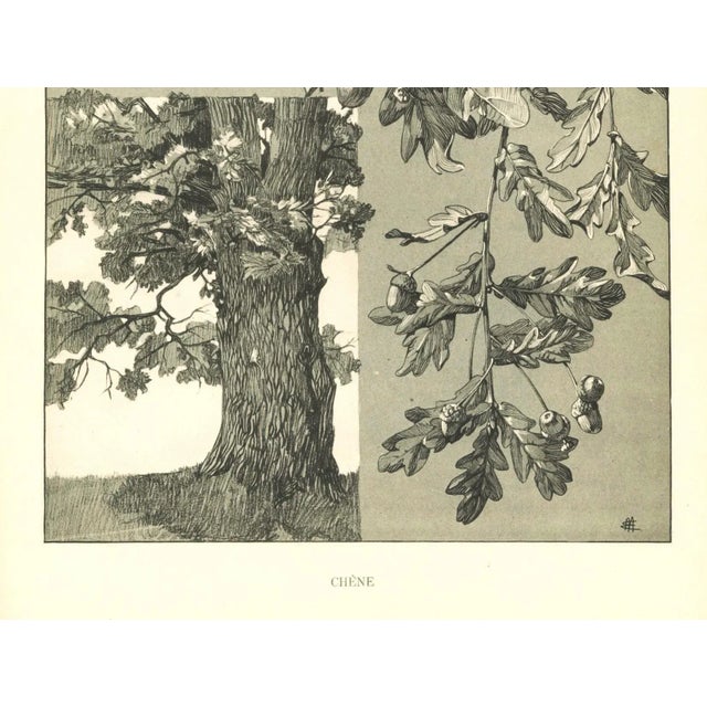 Beaux-Arts 1904 French Antique Botanical Drawing-Oak Tree-With Documentation, Signed For Sale - Image 3 of 5