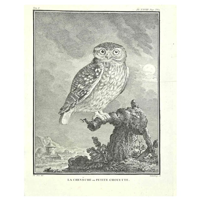 Carl Guttenberg, La Cheveche, Petite Choutte, Etching, 1771 For Sale