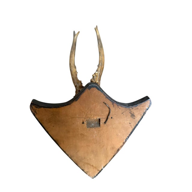 1900 - 1909 1900s Roe Deer Trophy Black Forest Mount Antlers For Sale - Image 5 of 5