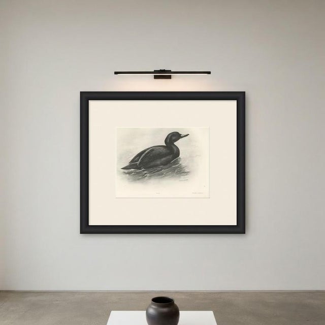 Paper After Lilian Medland, Common Scoter, 1909, Print For Sale - Image 7 of 9