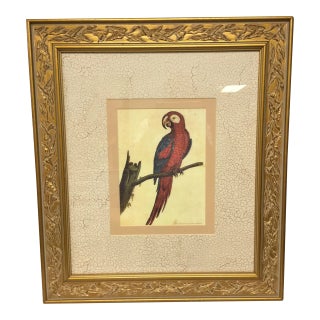 Vintage Framed Jamaican Macaw Lithograph Print For Sale