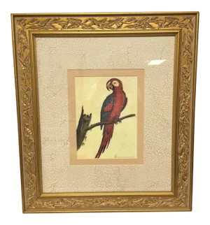 Vintage Framed Jamaican Macaw Lithograph Print