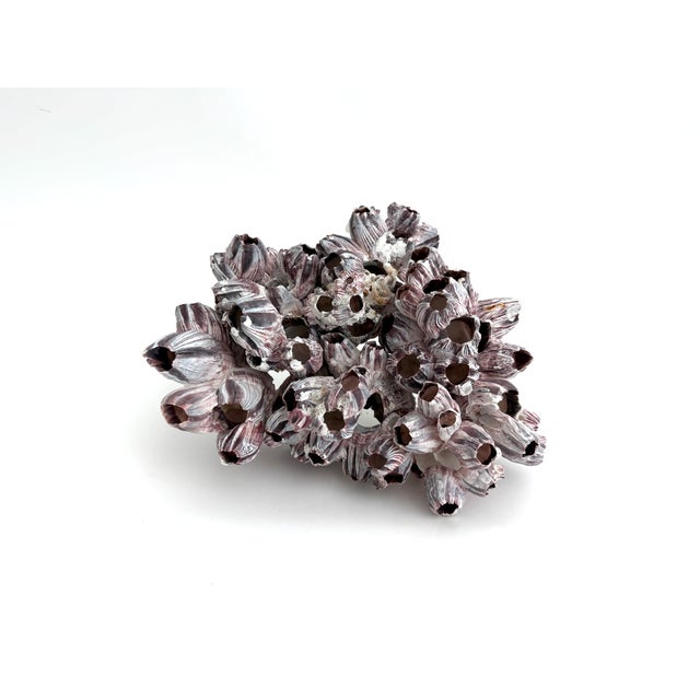 Shell Natural Barnacles Cluster For Sale - Image 7 of 7