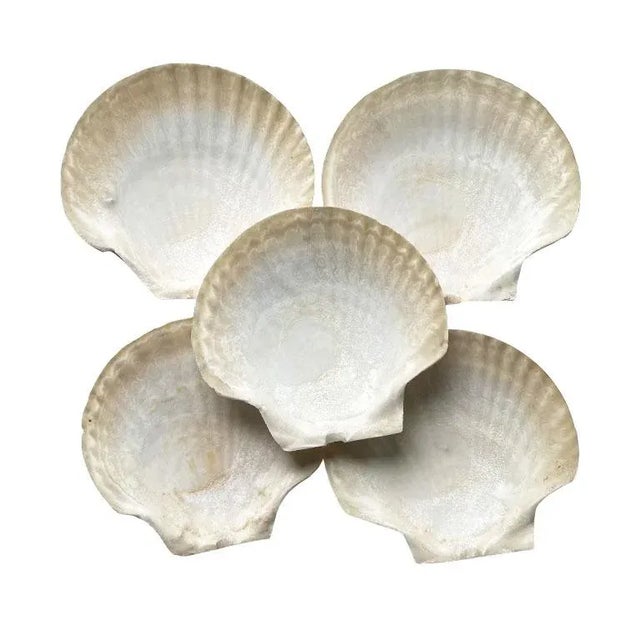Mid 20th Century Large Sea Shell Appetizer Plates - Set of 5 For Sale - Image 5 of 5