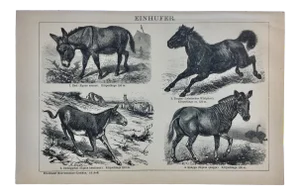 1894 Meyer Lexikon Equine Print
