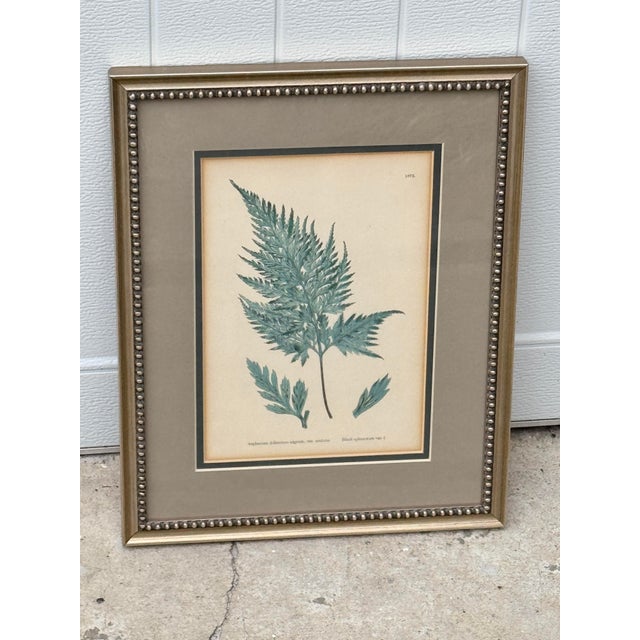 Antique Framed Fern Print For Sale In New Orleans - Image 6 of 7
