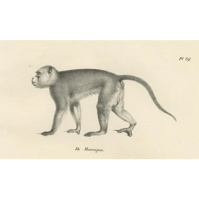 C. C. Last, Macaque, Mandrill & Dikbuik Monkeys, Lithographs, 1836, Set of 2 For Sale - Image 10 of 11
