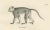C. C. Last, Macaque, Mandrill & Dikbuik Monkeys, Lithographs, 1836, Set of 2 For Sale - Image 10 of 11