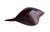 Vintage Hand Carved Ironwood Conch Shell For Sale - Image 13 of 17