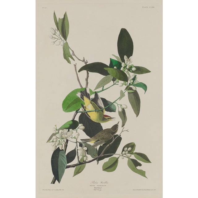 Brown Vintage 1966 John James Audubon Double-Sided Reproduction Prints — Eagle, Falcon, Dove, Swift, Finch, Warbler, Thrush and Grackle - Collection of 4 For Sale - Image 8 of 9