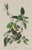 Brown Vintage 1966 John James Audubon Double-Sided Reproduction Prints — Eagle, Falcon, Dove, Swift, Finch, Warbler, Thrush and Grackle - Collection of 4 For Sale - Image 8 of 9
