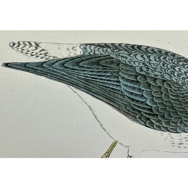 Plastic Antique Bird Print From England Showcasing a Yellow Shanks - Circa 1888 For Sale - Image 7 of 12