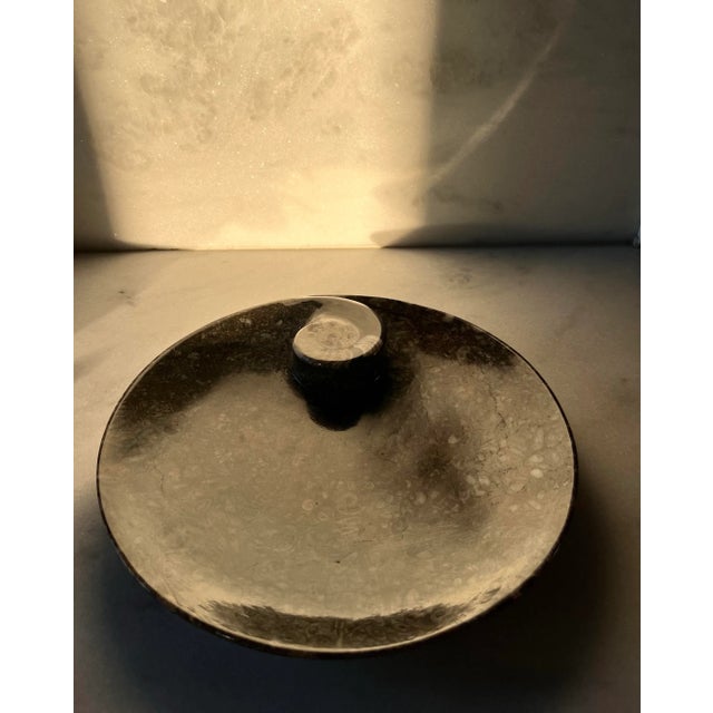 Orthoceras Fossil Round Plate With Ammonite Ring For Sale - Image 9 of 11