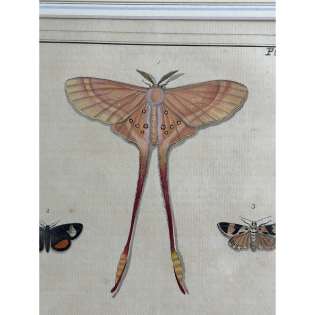 Orange Antique Natural History Moth Art Print For Sale - Image 8 of 11