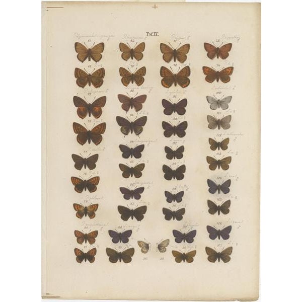 Set of seven antique prints depicting various butterflies and moths. These prints originate from 'Die Schmetterlinge (\.)'...