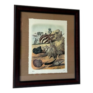 1990s Carl Hoffmann Framed "Conchylien Ii" Shell Print For Sale