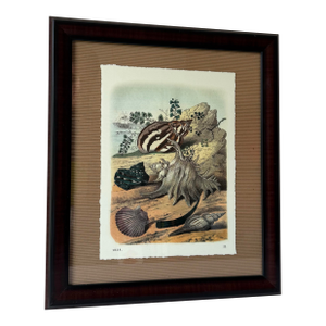 1990s Carl Hoffmann Framed "Conchylien Ii" Shell Print