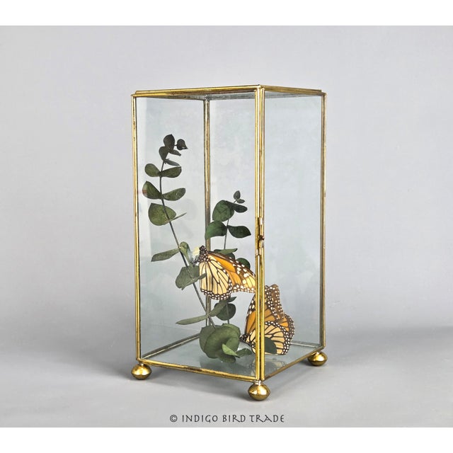 Mid-Century Modern Vintage Centerpiece Real Monarch Butterflies Taxidermy in the Glass Curio Cabinet Case For Sale - Image 3 of 8