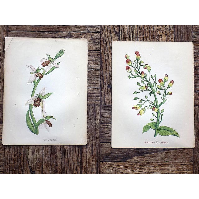 Antique 19th Century Anne Pratt Botanical Chromolithographs - Set of 12 For Sale - Image 4 of 8