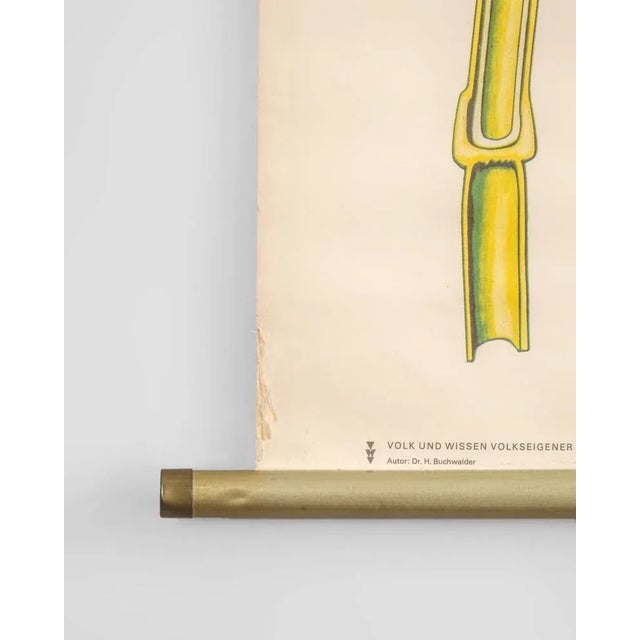 Textile Botanical Poster by Volk und Wissen Volkseigener Verlag, Germany, 1980s For Sale - Image 7 of 8