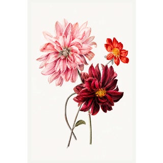 Dahlias by Willem Hekking, Vintage Botanical Art Print, 20" X 30" For Sale