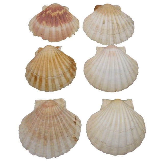 Last chance to purchse these lovely French Mediterranean sea shells. Final markdown taken. A stylish set of 6 natural...