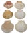 Last chance to purchse these lovely French Mediterranean sea shells. Final markdown taken. A stylish set of 6 natural...