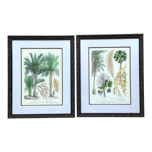 Vintage Framed Botanical Palm Illustrations - Set of 2 For Sale