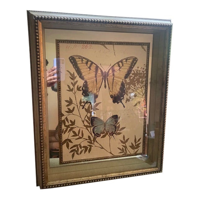 1990s Chad Barrett, Butterfly Print Mirrored Framed Shadowbox For Sale
