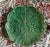 Vintage Portuguese 'Bordallo Pinheiro' Majolica Glazed Ceramic Geranium Leaf Platter. This piece features a botanical...
