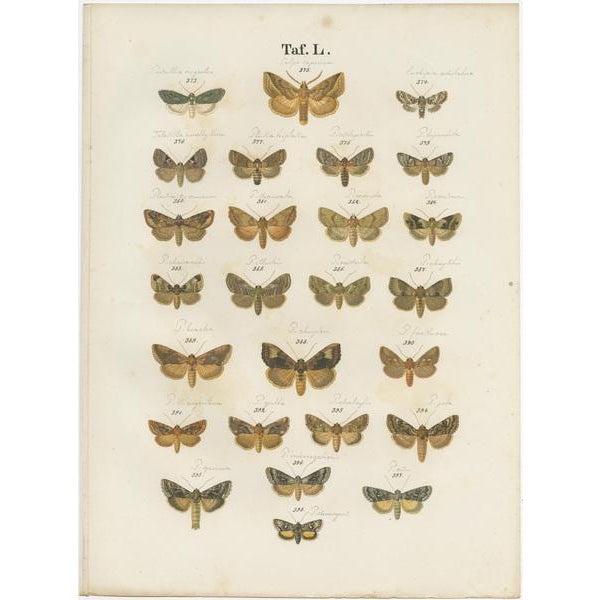 Ramann, Butterflies and Moths, 1870, Paper, Set of 5 For Sale - Image 6 of 7