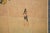 "Roman Chamomile" by Lake Chun, 1970s Showa Era Japanese Painted Byobu Screen For Sale - Image 13 of 18