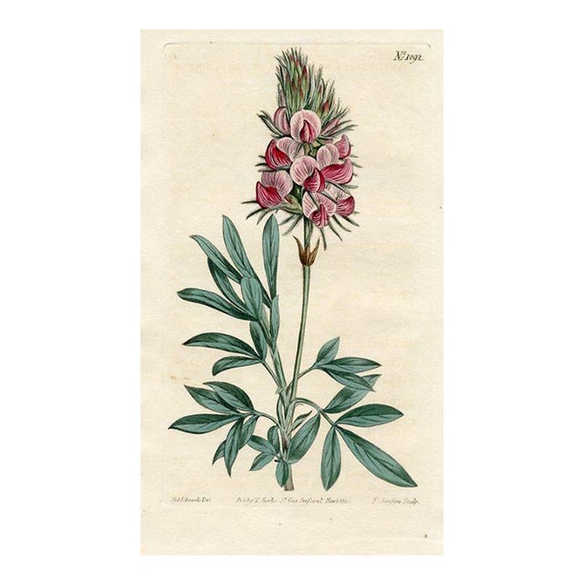 Silver Bush Print, Curtis Botanical Print, 1808, Original Antique Engraving, Hand Colored, England For Sale