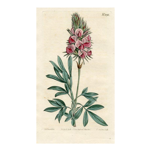Silver Bush Print, Curtis Botanical Print, 1808, Original Antique Engraving, Hand Colored, England