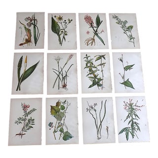 Antique 19th Century Botanical Lithographs - Set of 12 For Sale