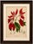 Gold Berthe Hoola van Nooten, Poinsettia, 1880, Chromolithograph For Sale - Image 8 of 9
