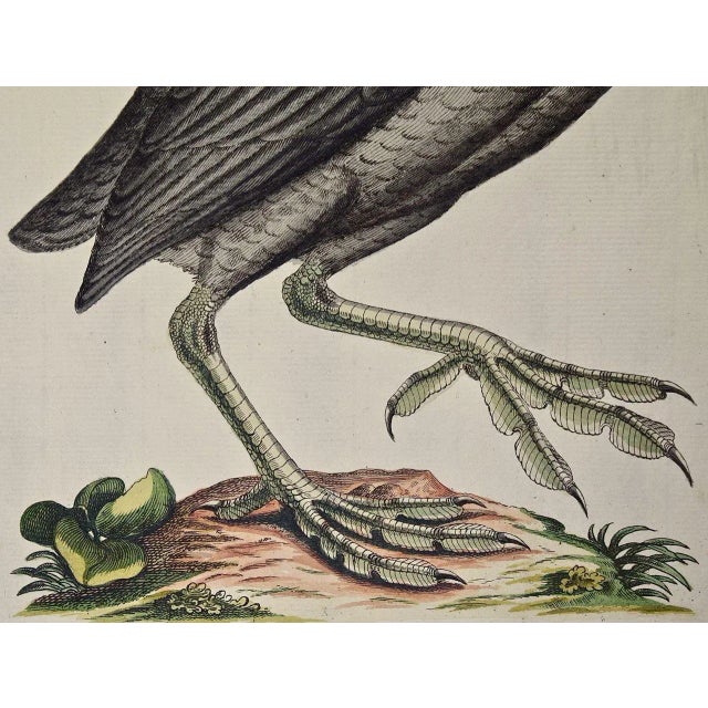 18th Century Coot Bird, "Wasserhuhn": An 18th Century Hand-Colored Frisch Engraving, 1733 For Sale - Image 5 of 5