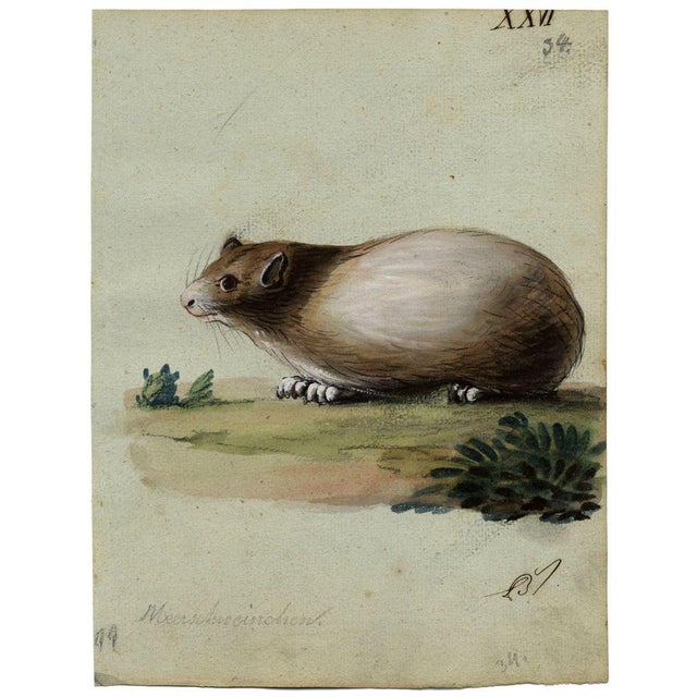 Leopold Billek, Guinea Pig (Meerschweinchen), 1820, Original Gouache Painting For Sale - Image 3 of 4