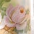 1950s Royal Rudolstadt Coffee Pot For Sale - Image 4 of 13