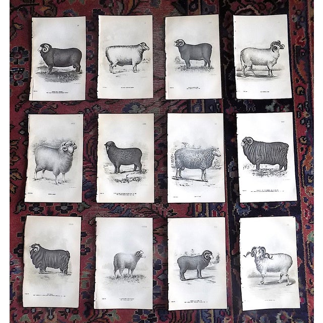 Authentic Antique 19th Century Sheep Stone Lithographs - Set of 12 For Sale - Image 9 of 9