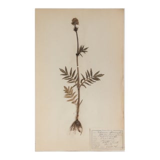 Antique Finnish Herbarium - Valerian, Circa 1909 For Sale