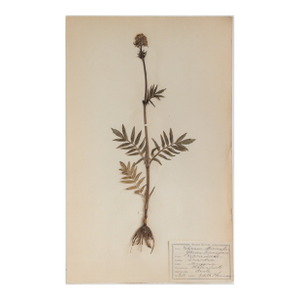 Antique Finnish Herbarium - Valerian, Circa 1909