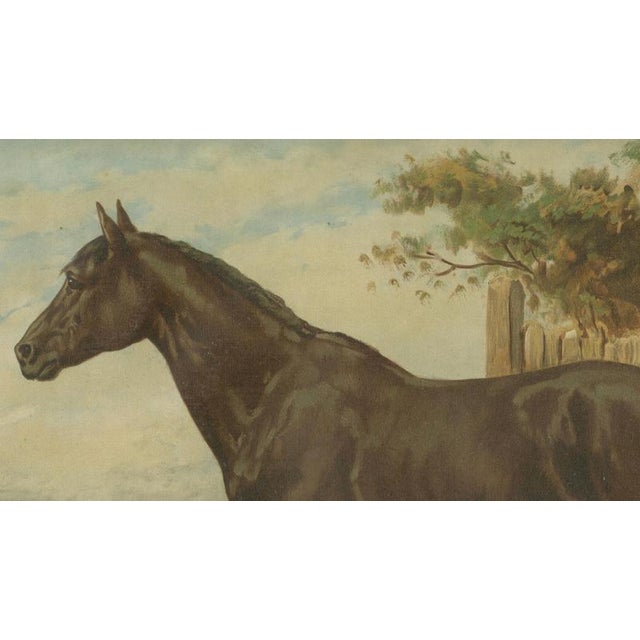 Paper After Otto Eerelman, Australian Horse, 1898, Lithograph on Paper For Sale - Image 7 of 9