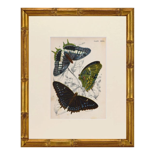 19th Century Antique English Butterfly Print 1897 For Sale