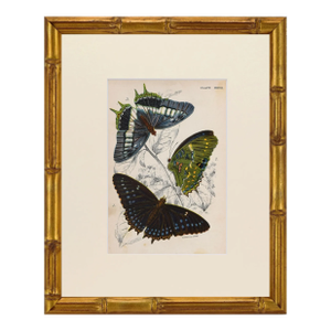 19th Century Antique English Butterfly Print 1897