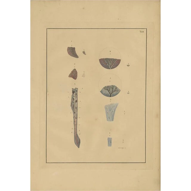 F.D. Reisseisen, Medical Print of Lungs Tab. 2, 1822, Paper For Sale