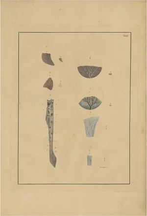 F.D. Reisseisen, Medical Print of Lungs Tab. 2, 1822, Paper